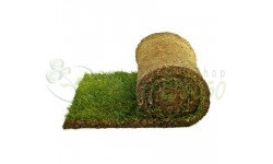 10 square meters of lawn that is ready in rolls