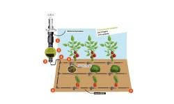Kit D'Irrigation Des Légumes Du Jardin